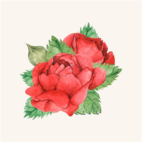 Hand Drawn Red Rose Isolated Download Free Vectors Clipart Graphics