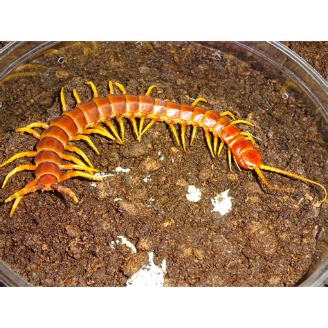 Peruvian Giant Yellow Leg Centipede Adults Dangerous Strictly Reptiles