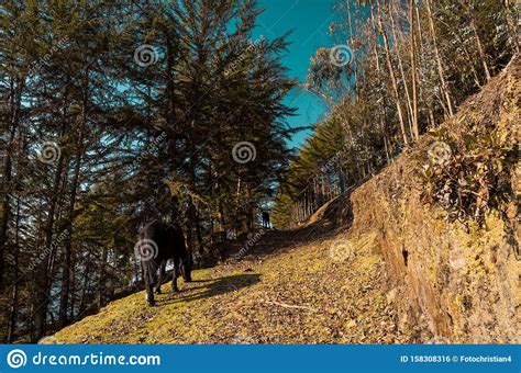 Beautiful Landscape Full Of Pine Trees And A Cute Black