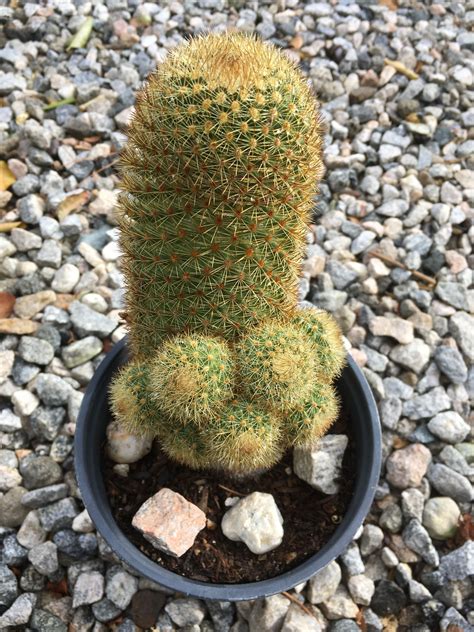Pin By Marivel Cantu On Marivels Nursery Cactus Garden Cactus