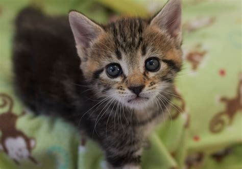 Check out these 49 fabulous ideas perfect for your tabby cat. The Kitten Nursery • Kitten Rescue