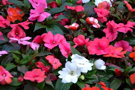 23 Annual Flowers That Add Personality To Any Landscape Bob Vila