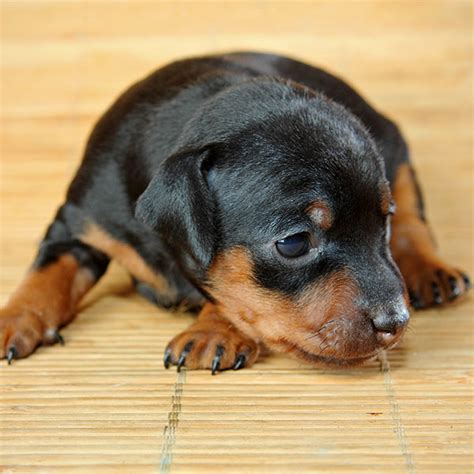 These pups love children, but they may be too quick and powerful for very small children. Doberman Puppies For Sale In Florida From Top Breeders