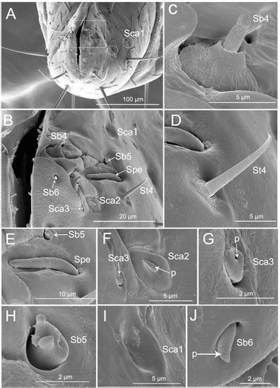 Insects Free Full Text Unique Fine Morphology Of Mouthparts In