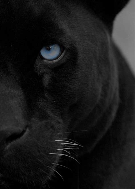 Beautiful Black Panther With Blue Eyes Big Cats Animals Animals Wild