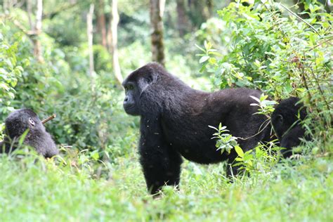 Budget Gorilla Trekking Uganda 3 Day Bwindi National Park Safari From