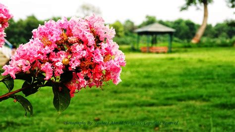 Tauheed Ahmed Nawaz Photography Beautiful Pink Flowers At Changa Manga