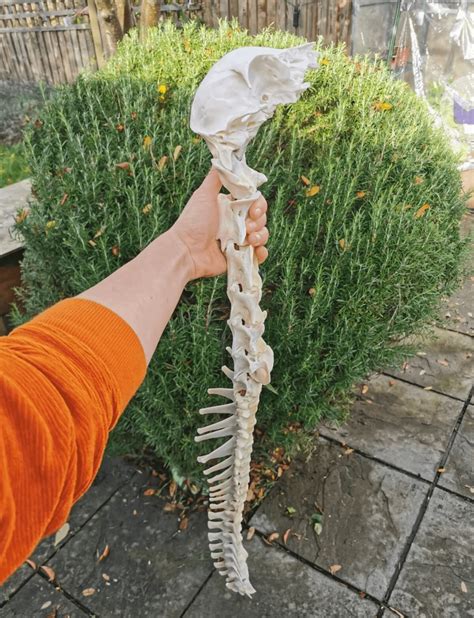 Deer Spine I Processed And Articulated Myself Rbonecollecting