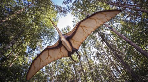 African Pterosaurs Three New Species Of Flying Reptiles That Lived 100 Million Years Ago In