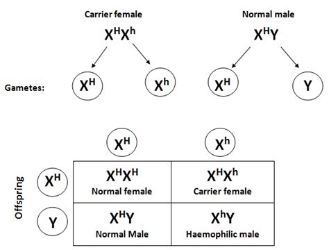 A Carrier Haemophilic Female Marries A Normal Male What Will Be The Phenotype Of Progeny Explain
