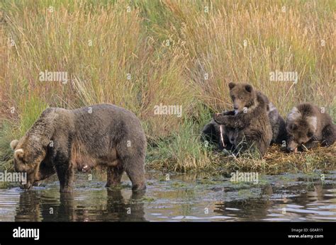 Grizzly Bear Sow With Four Cubs At Brooks River Stock Photo Alamy