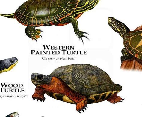Freshwater Turtles Of North America Poster Print Etsy In 2020