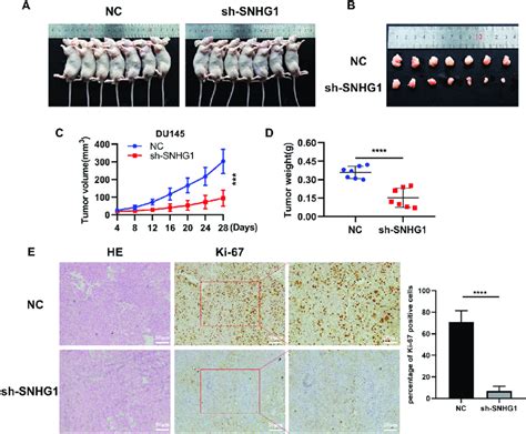 Tumor Formation In Nude Mice And Histological Analysis A The My Xxx