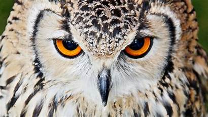 Serious Owls Bird Fanpop