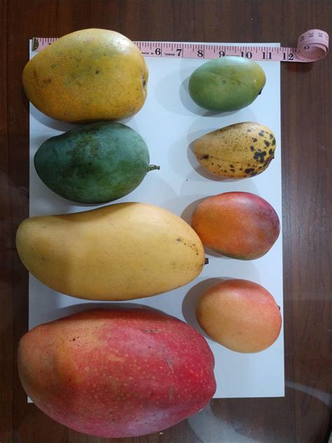 Taiwan Mangoes I Tasted June 2019 Pictures Growing Fruit