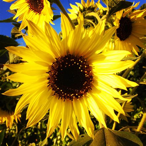 Why Sunflowers Make The Perfect Addition To A Summer Garden Elephant