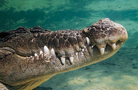 Saltwater Crocodile Crocodylus Porosus