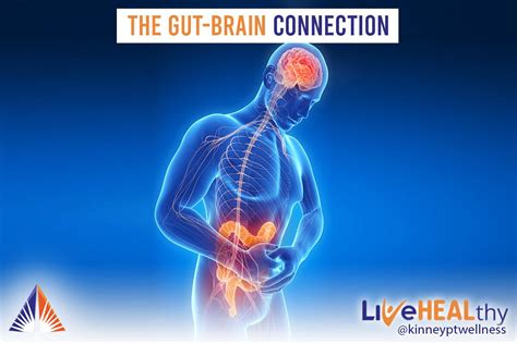 The Gut Brain Connection Kinney Physical Therapy And Wellness