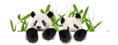 Terbagus 30 Gambar Kartun Panda Png Kumpulan Gambar K