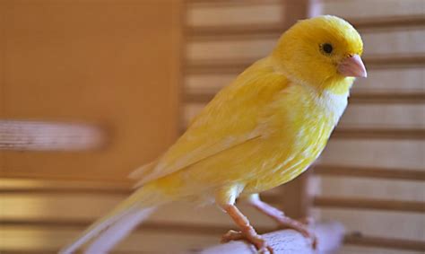 Let Your Canary Fly Outside Its Cage Bechewy
