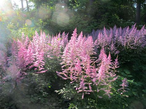 How To Successfully Grow Astilbe A Field Guide To Planting Care And Design On Gardenista