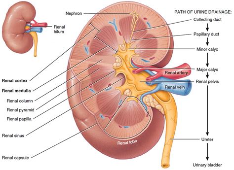 Kidney - Location, Function, Disease, Transplant & Kidney ...