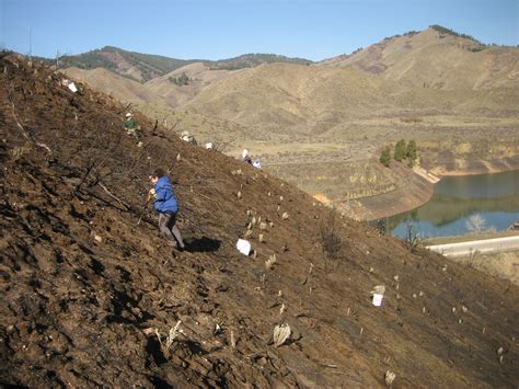 Volunteers Planting Above The Idaho Hwy 21 Wildlife
