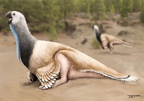 Gigantoraptor Dinopedia Fandom