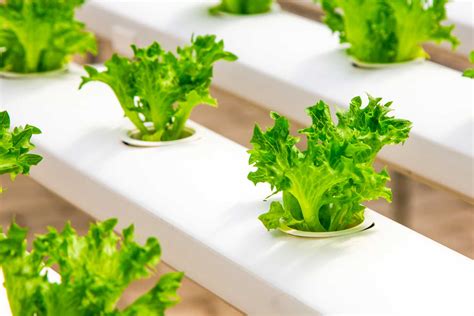 Common foods that are good and safe to feed your cat (in moderation). Is Lettuce Good for Dogs? Let Us Explore - Can Dogs Eat ...