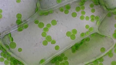 Cyclosis In Plant Cells Elodea Brightfield Microscope 1250x Youtube