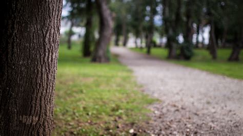 Walk In The Park Free Stock Photo Public Domain Pictures
