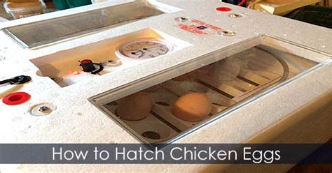 When a hen becomes broody, she doesn't want to do anything but sit on a nest. Circulated Air Incubator - Hatching Incubating Chicken ...