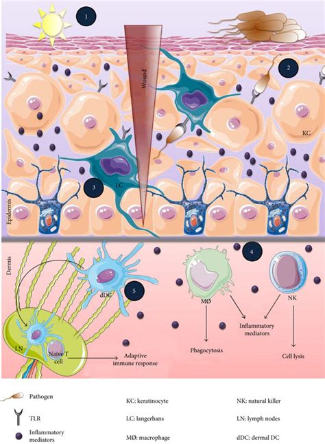 Initiation Of A Primary Cutaneous Immune Response The Skin Is A Download Scientific Diagram