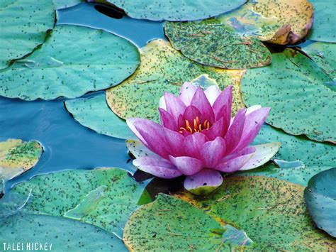 Lotus Blossom On Lily Pads Painting Subjects Lily Pads Painting