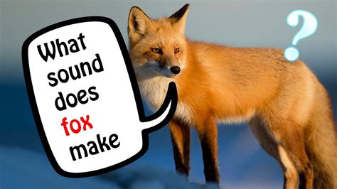 About press copyright contact us creators advertise developers terms privacy policy & safety how youtube works test new features press copyright contact us creators. Fox sound /Animal sound library / What sound does fox make ...