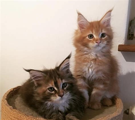 ***there is a time frame associated with a kitten placed on option without a deposit, or the kitten will be listed as waitlist. Maine Coon Cats For Sale | Manhattan, NY #262825 | Petzlover