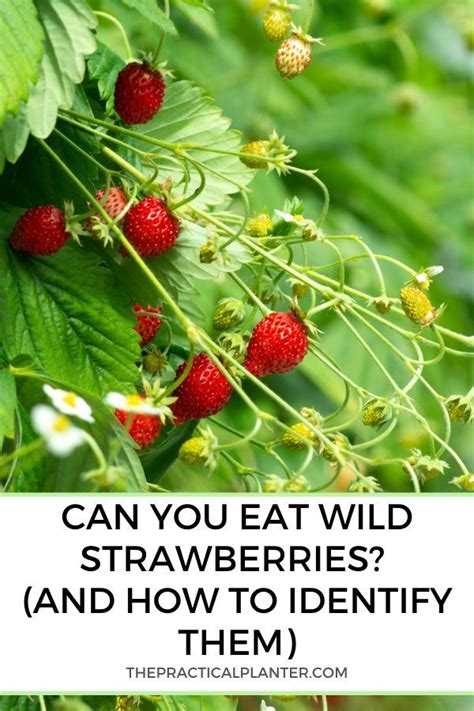 Can You Eat Wild Strawberries And How To Identify Them Wild Strawberries Strawberry Plants