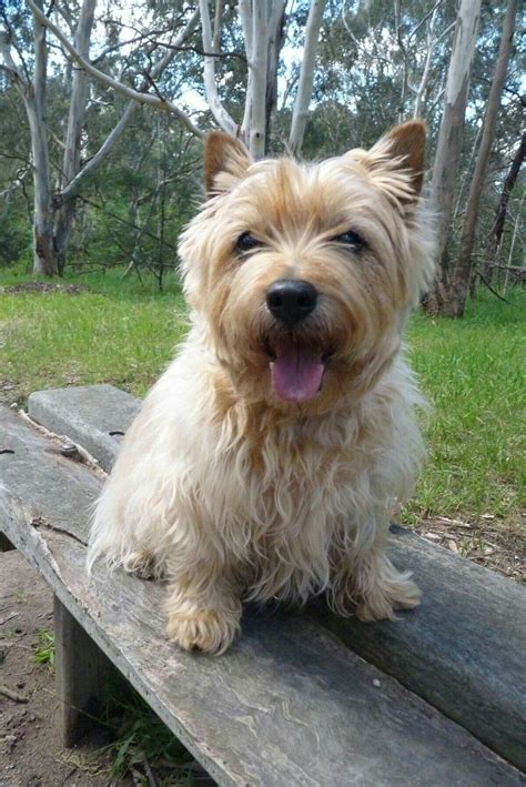 Photos Of Cairn Terrier : Area of Cute Puppy Pictures | Ruby Agen1983