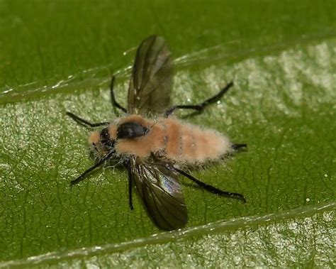 Fly With Fungus Rhamphomyia Bugguidenet