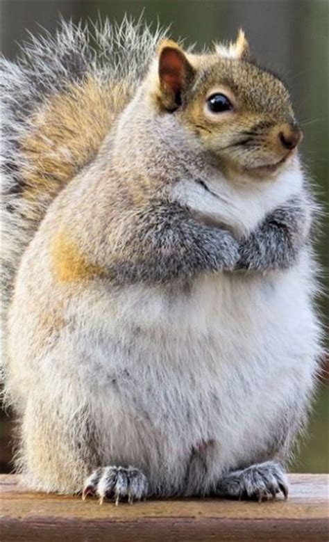 736 Best Squirrel Eekhoorn Images On Pinterest Squirrels Animal