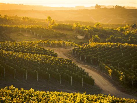 Your Next Great Wine Trip Is Touruguay Saveur