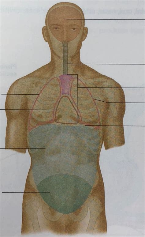 Unit 1 Body Cavities Diagram Quizlet