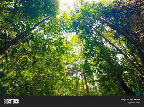 Tropical Rainforest Image And Photo Free Trial Bigstock