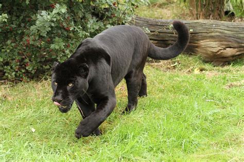 Hewan Jaguar Hitam Wallpaper - Foto Hewan Jaguar Hitam / Hewan kucing