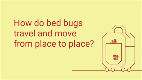 How Do Bed Bugs Travel Youtube