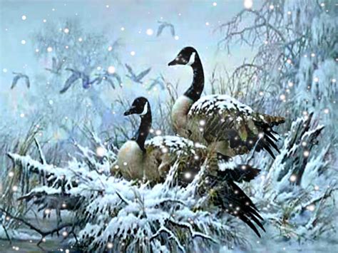 Snow Geese Wallpaper Wallpapersafari