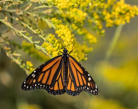 What Is A Monarch Butterfly Danaus Plexippus Southwest Explorers