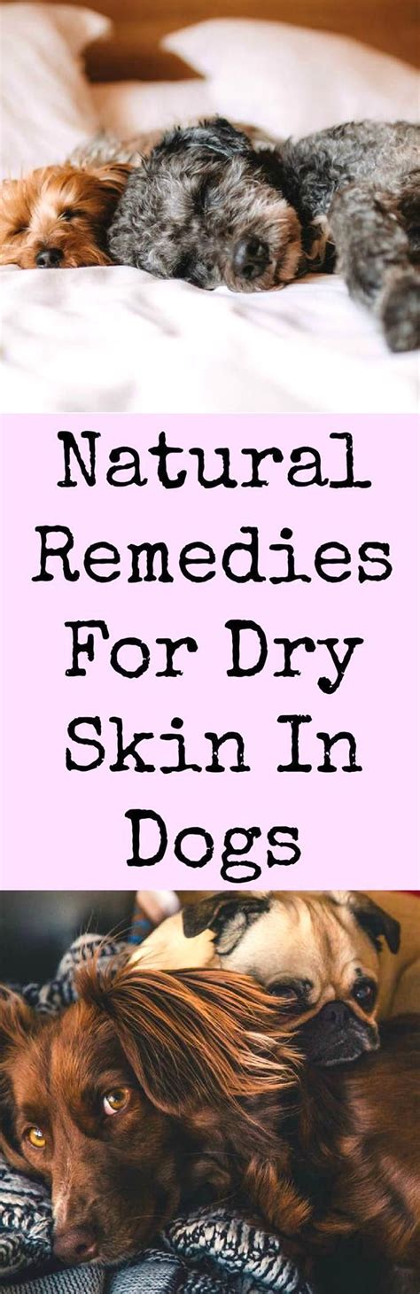 Natural Remedies For Dogs With Dry Skin In 2020 Dog Dry