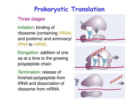PPT Prokaryotic Translation PowerPoint Presentation Free Download ID