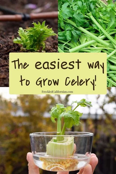 Get My Super Simple Way To Grow Celery Organically From Scraps In 2021
